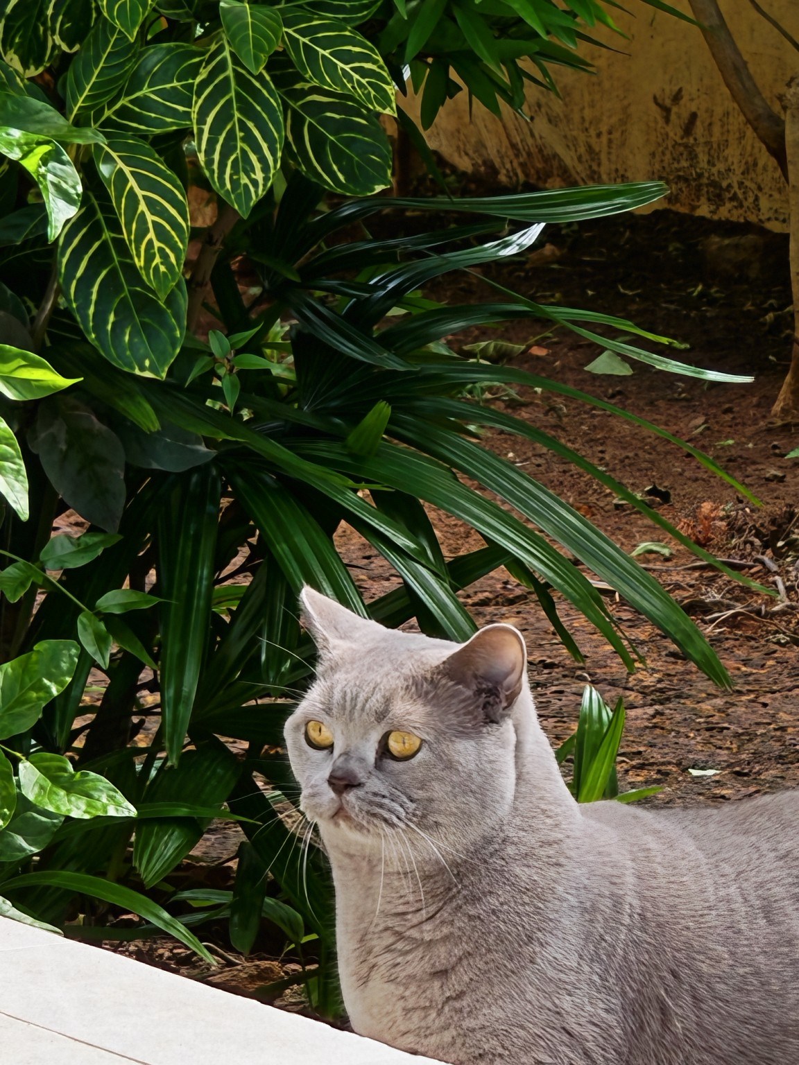 Noriko, a grey British Shorthair, sitting among green plants.